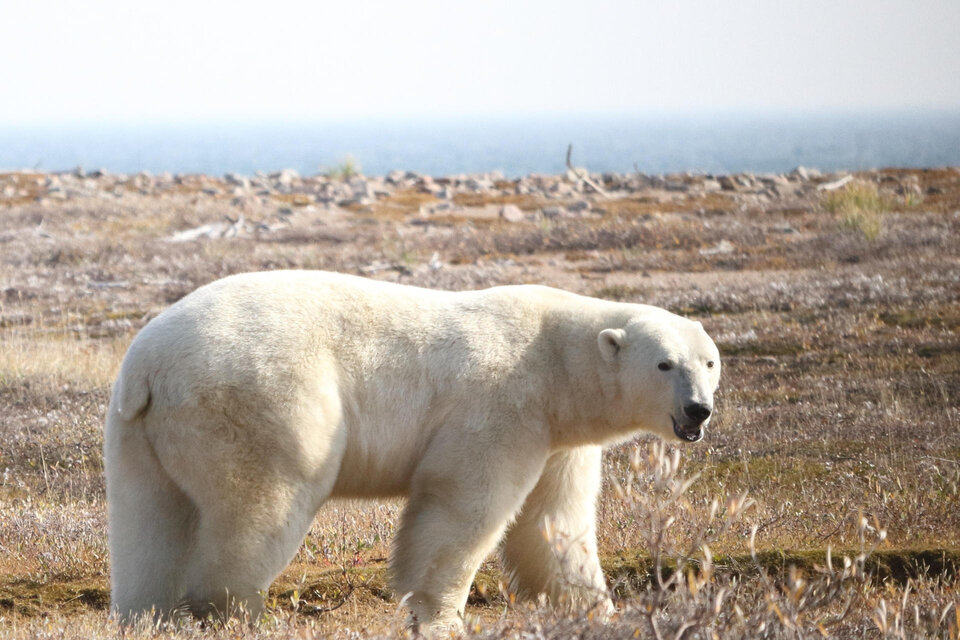 Un oso polar, en la región occidental de la bahía de Hudson, Canadá (Fuente: EFE)