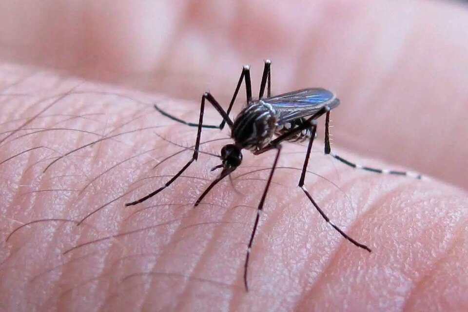 Los casos de dengue aumentan en la zona norte del país.