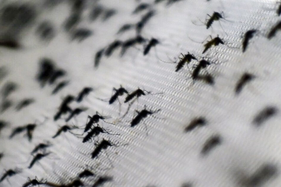 El mosquito que asola la ciudad de las diagonales es el Aedes albifasciatus.