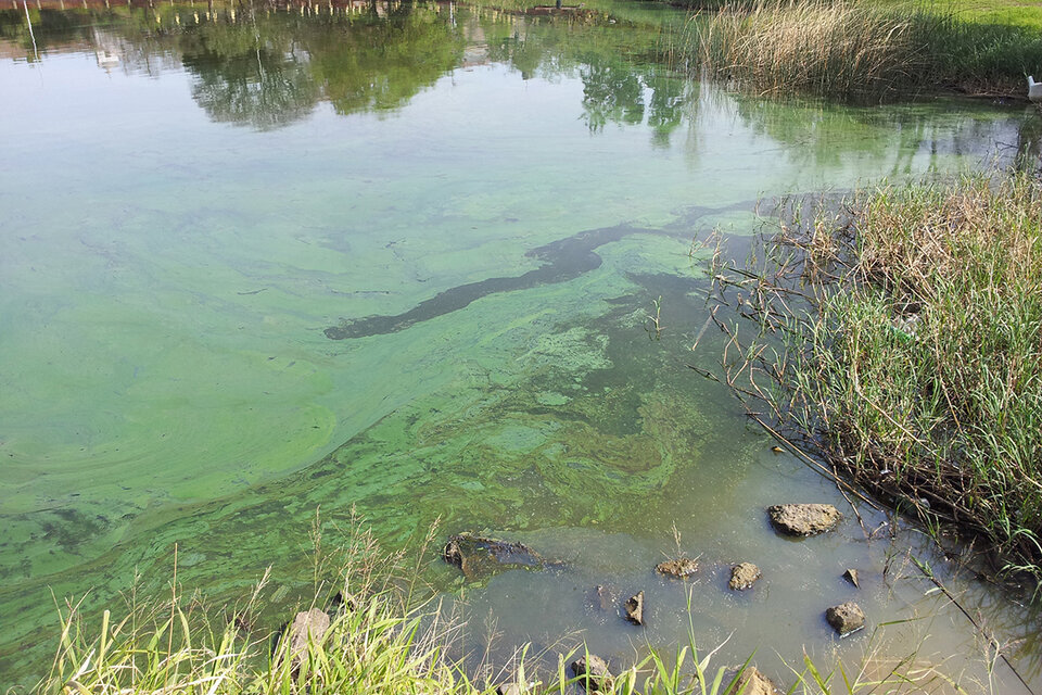 Emiten alertas por presencia de cianobacterias en balnearios del Rio de la Plata  