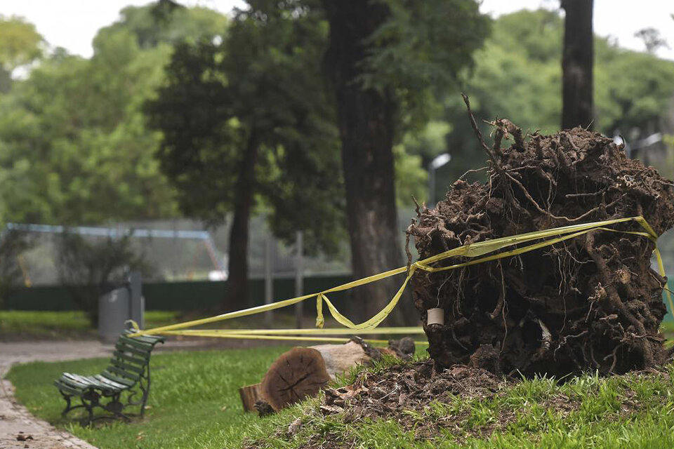 Polémica por la poda de árboles en Parque de los Patricios (Fuente: Télam)