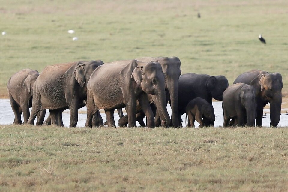 Según un estudio, los elefantes asiáticos entierran sus pequeños muertos y los lloran