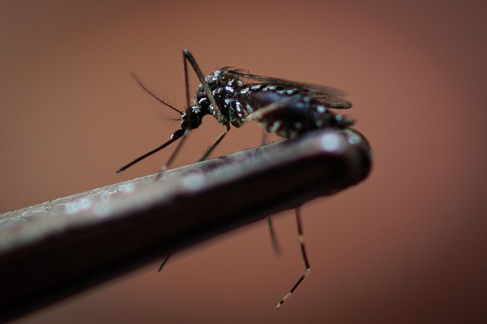 El mosquito del dengue sigue matando. (Fuente: EFE)