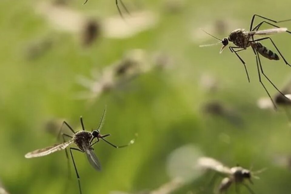 5 recomendaciones para la prevención del dengue. Foto: Istock