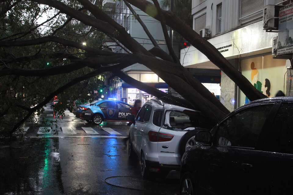 Árboles caídos y barrios anegados, una postal de Buenos Aires tras cada tormenta. (Fuente: Jorge Larrosa)