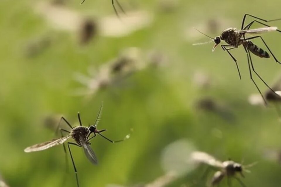 Mendoza (ISCAMEN) alcanzó un hito significativo en la batalla contra el dengue al introducir la Técnica del Insecto Estéril (TIE) para controlar al mosquito Aedes aegypti (Fuente: Xataca)