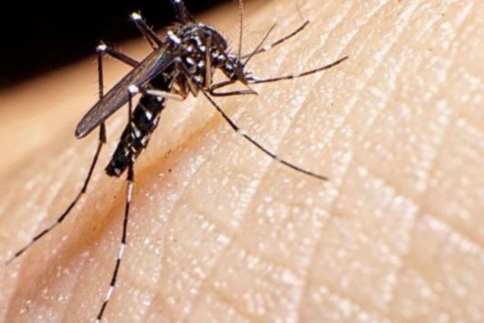 Otro fallecimiento por dengue