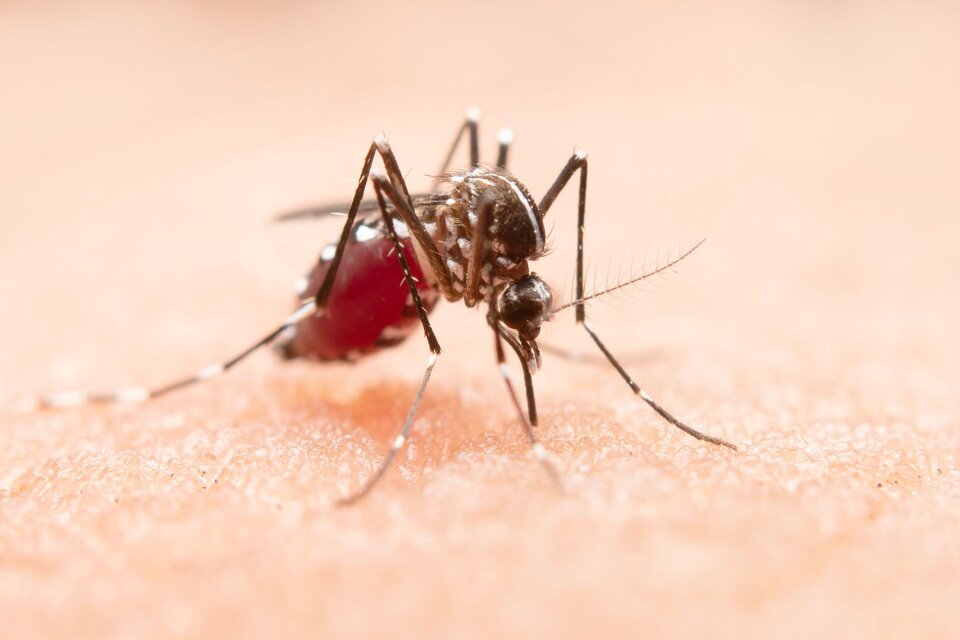 Dengue en Argentina: síntomas, vacuna y cómo es el mosquito que contagia (Fuente: Freepik)