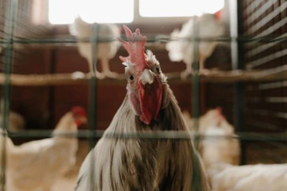 La Ruta de la Seda extendió la cría de pollos al resto del mundo desde Asia Central