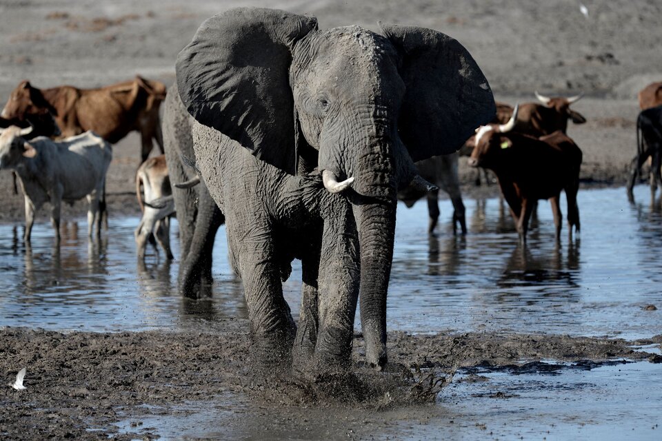 Botswana tiene más de 130.000 elefantes y la población crece anualmente en 6.000 (Fuente: AFP)
