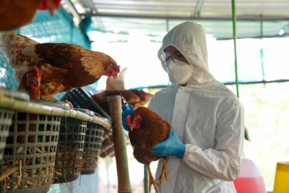 La influenza aviar es una enfermedad infecciosa que afecta a las aves y, en casos específicos, puede transmitirse a los humanos. 