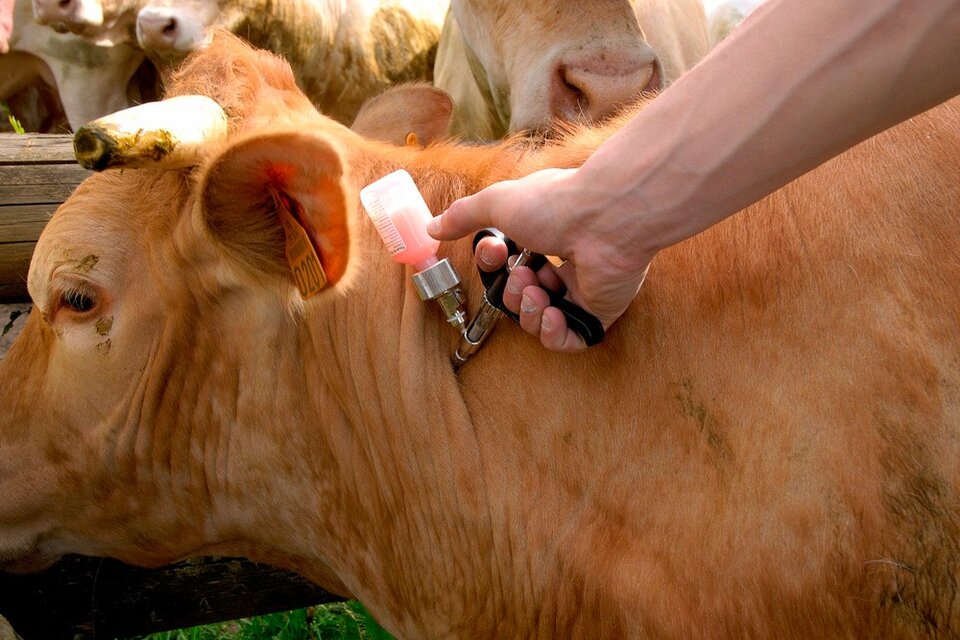 Ya se ha aplicado la primera dosis antiaftosa en casi 30 millones de bovinos