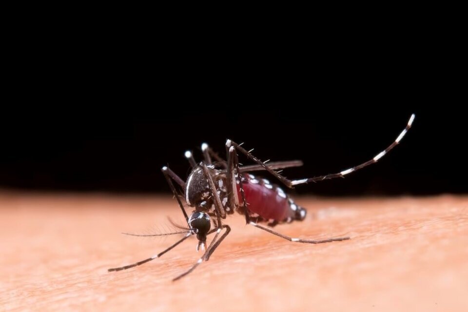 El dengue provocó nuevas muertes.