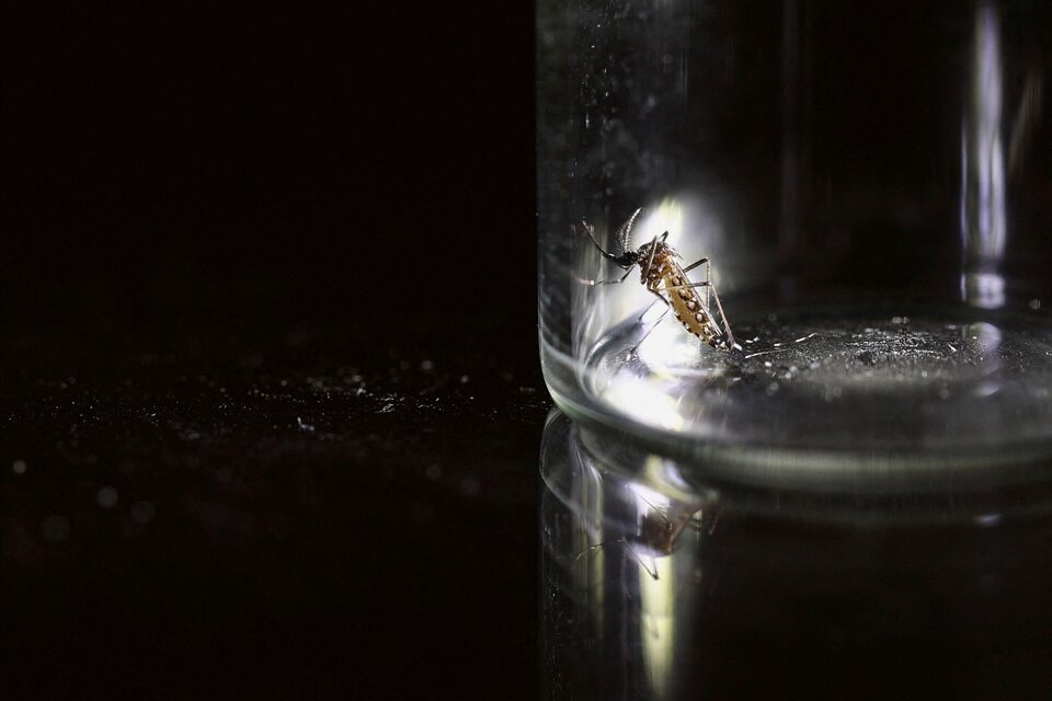  Aedes Aegypti, el mosquito que transmite la enfermedad.   (Fuente: NA)