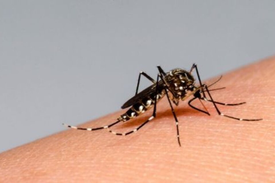 Más de 11 mil casos y 21 fallecidos por dengue en lo que va del año