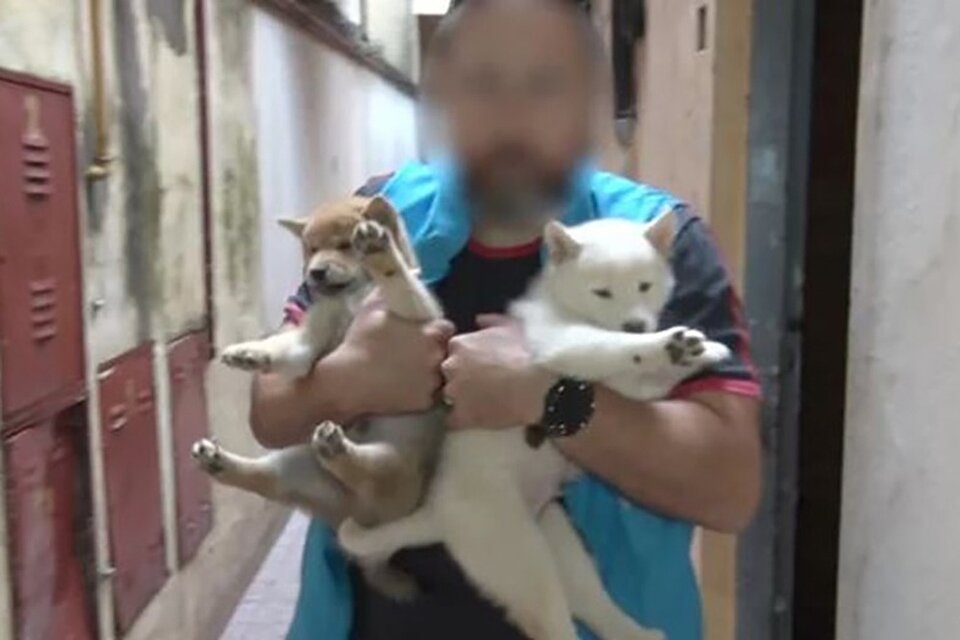 Clausuraron dos criaderos ilegales de perros en Villa Crespo y Mataderos 