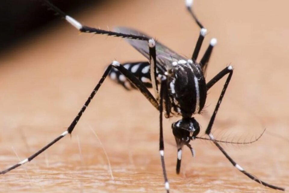 En las primeras 15 semanas del año se notificaron 315.942 casos de dengue