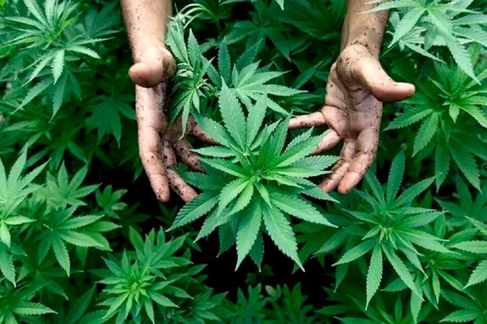 Argentina se moviliza por la legalización del cannabis