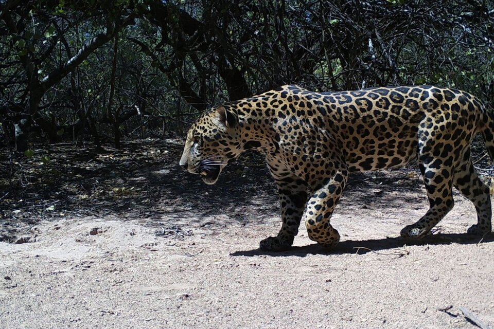Encontraron un nuevo yaguareté en la Reserva Natural Formosa (Fuente: www.argentina.gob.ar)