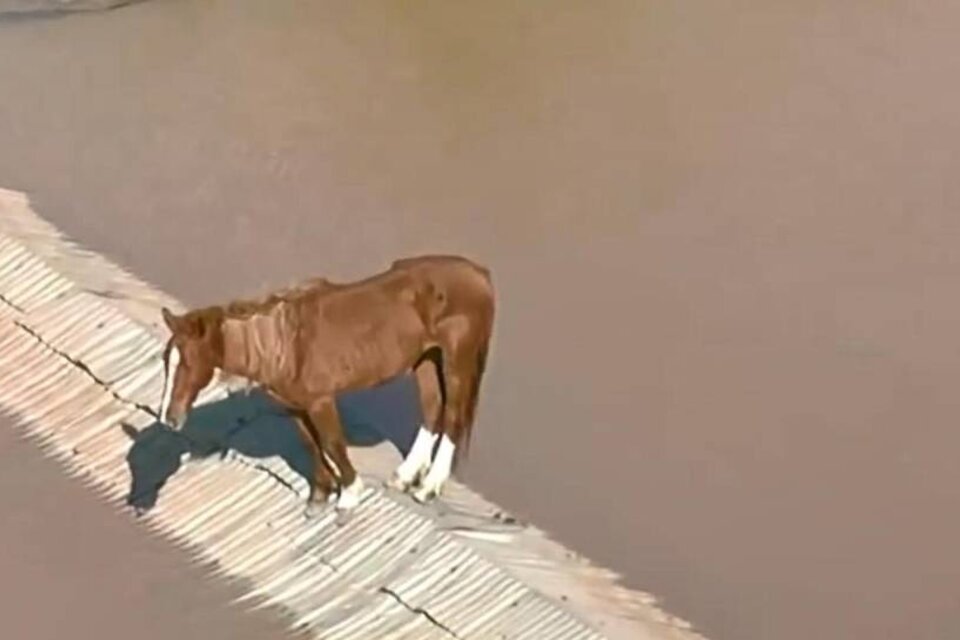 Dramático rescate: salvan a caballo atrapado en inundaciones de Brasil