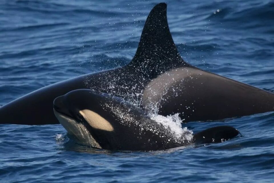 Las orcas "gladis" volvieron a atacar a un velero en Gibraltar.