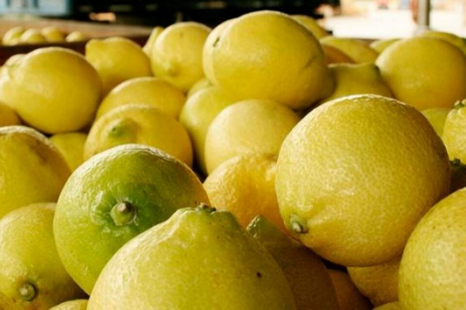 El precio de los limones se multiplica 12,3 veces del campo a la góndola 
