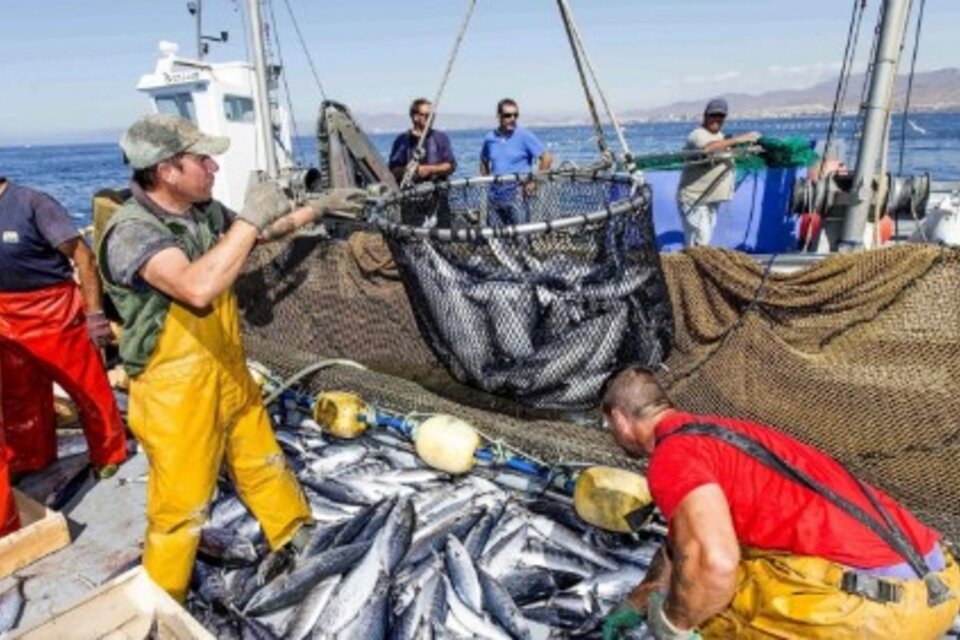 Impacto comercial tras los dichos de Javier Milei en España: preocupación en el sector pesquero (Fuente: EFE)