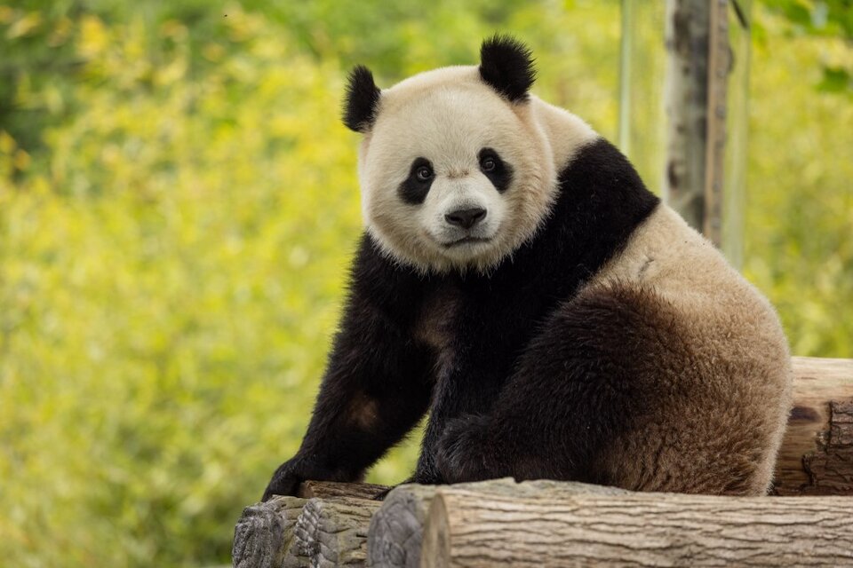 Sólo un puñado de los icónicos osos blancos y negros permanecen en EE.UU (Fuente: AFP)