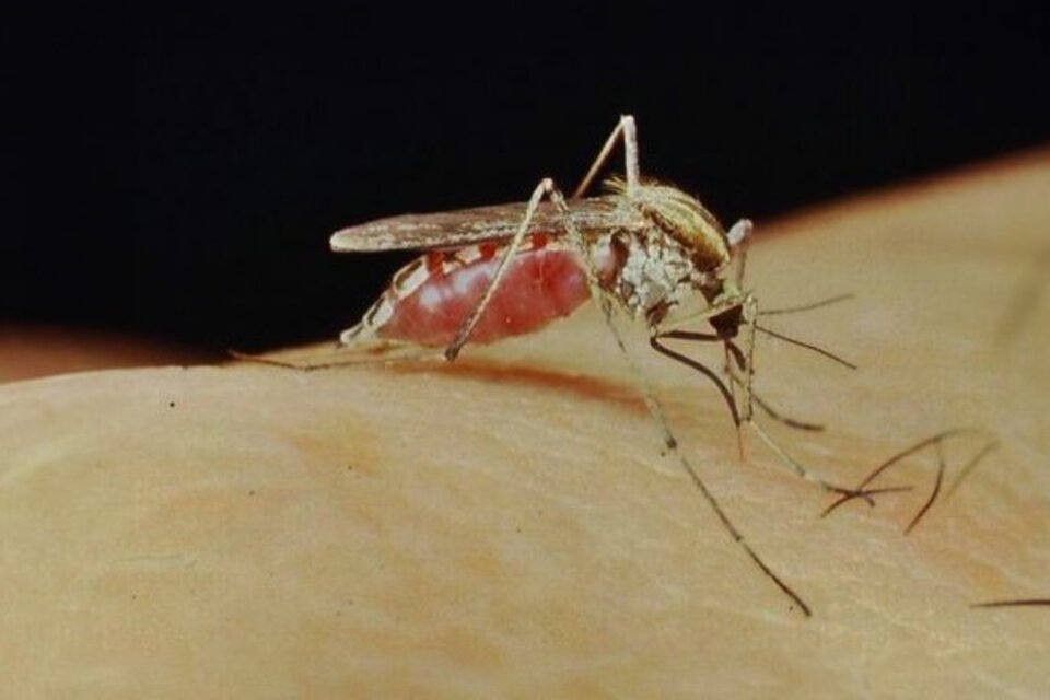 Aedes albifasciatus es un mosquito que tiene una distribución muy amplia en Argentina, desde Tierra del Fuego hasta el norte del país. (Imagen: Raul E. Campos-Conicet)