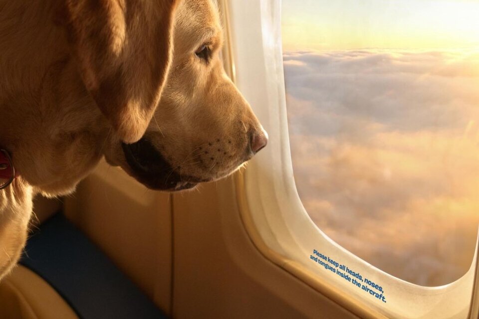Lanzan la aerolínea "Bark Air" para que los perros viajen con comodidades "VIP". (Imagen: Instagram @barkair)