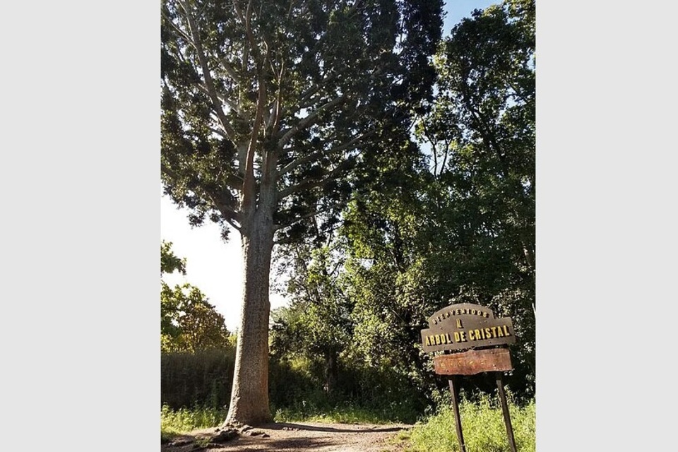 Los vecinos salvan un árbol de cristal