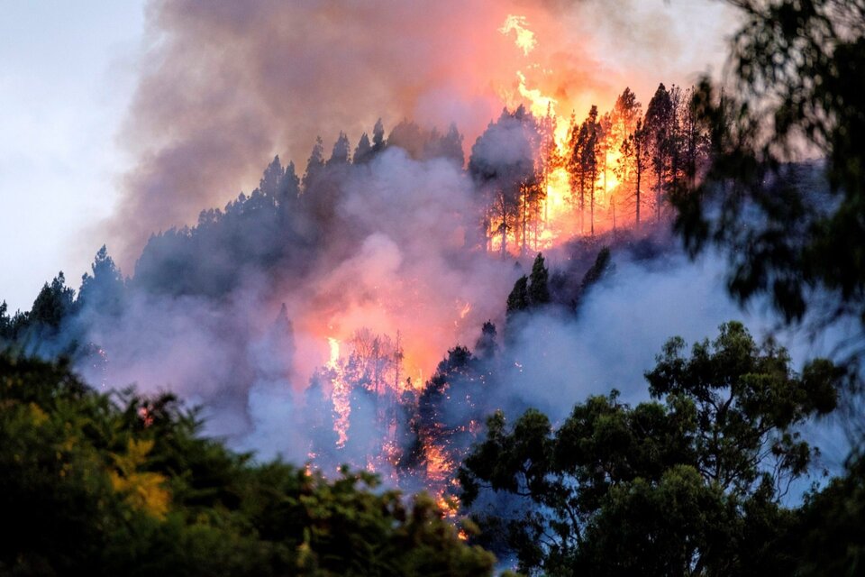 La isla Gran Canaria ardió el verano del año pasado (Fuente: EFE)
