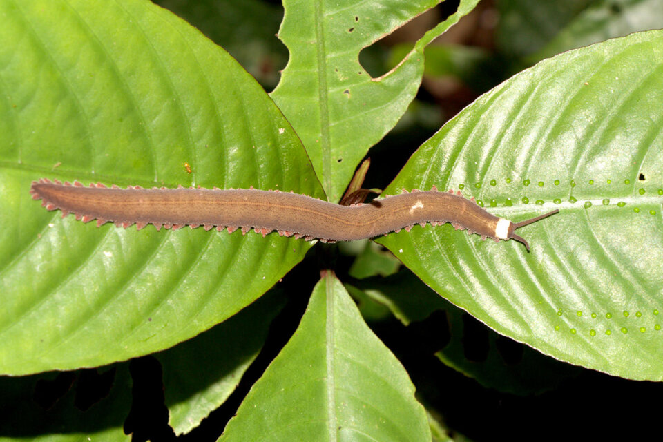 Hallan por primera vez a un gusano de terciopelo en la Amazonía de Ecuador (Fuente: EFE)