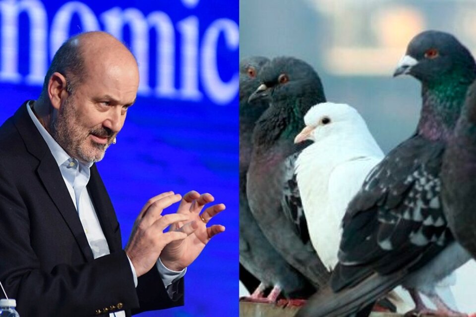 Sturzenegger ya eligió sus primeras enemigas: las palomas