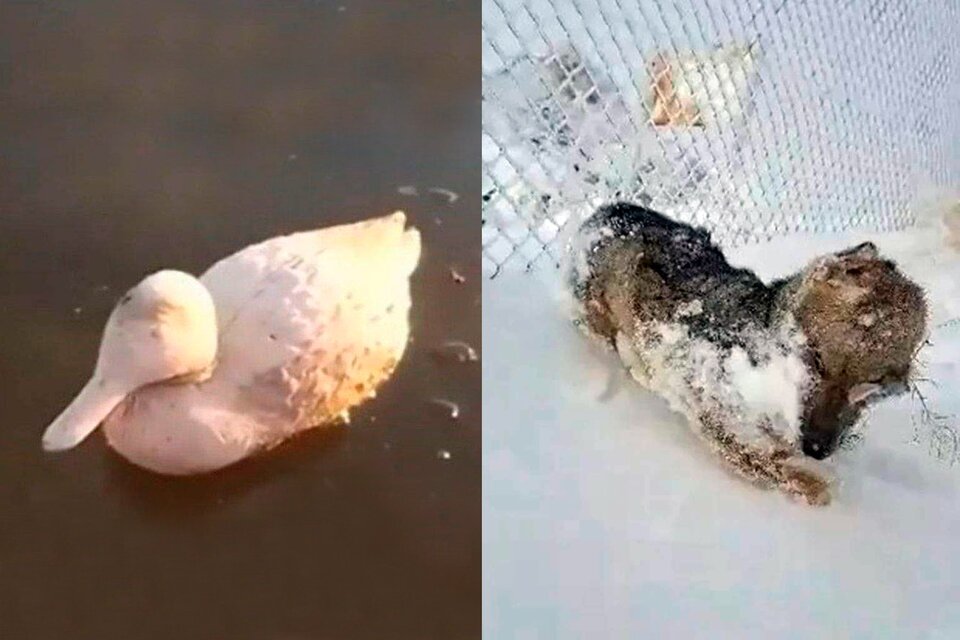 Un pato atrapado por la escarcha y un zorro congelado, dos imágenes que se viralizaron. (Fuente: Captura de pantalla)