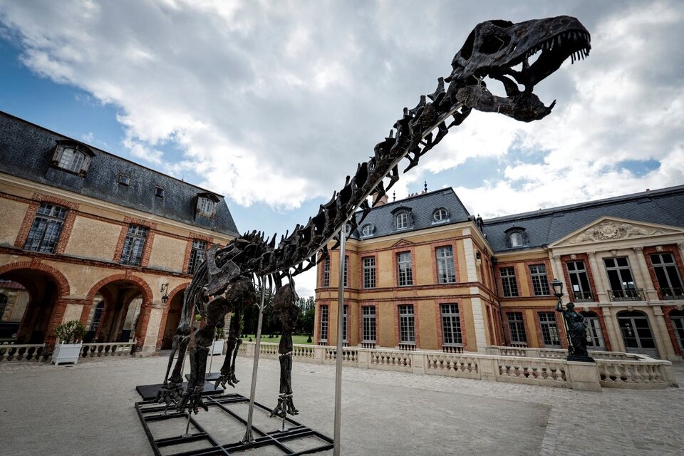 El fósil, bautizado Vulcain, se exhibe a partir de este sábado y hasta su subasta en el invernadero del castillo Dampierre-en-Yvelines, en las afuerad de París (Fuente: AFP)