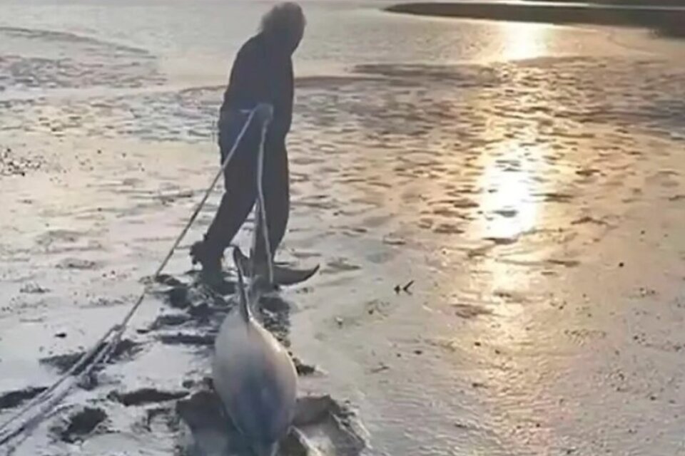 Emotivo rescate de dos delfines en Río Negro. Imagen: captura de tv