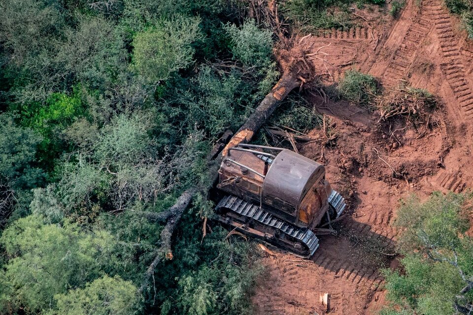 Deforestación brutal en estos primeros seis meses