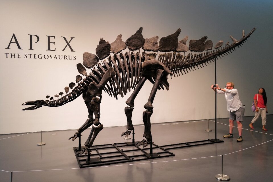 Los 44,6 millones pagados superan ampliamente al de "Stan", un esqueleto de T Rex, que alcanzó en octubre de 2020 los 31,8 millones de dólares (Fuente: AFP)
