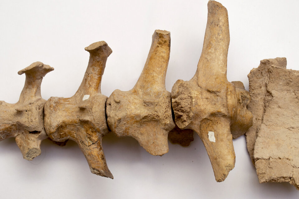 Los científicos observaron que el gliptodonte tenía cortes hechos por manos humanas.
