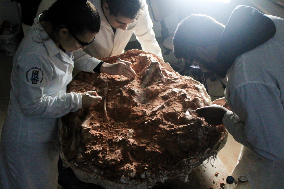 Hallan fósil de dinosaurio de 230 millones de años tras lluvias en sur de Brasil (Fuente: AFP)