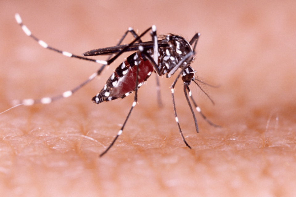 El Aedes aegypti es uno de los principales vectores del virus