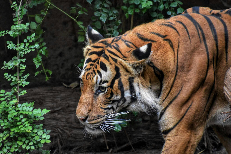 Aun hay animales en malas condiciones en el Zoo.  (Fuente: Archivo)