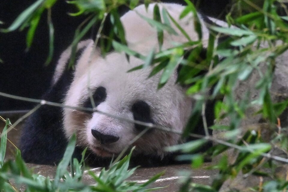 "Es muy triste que se vayan a China. Los pandas son muy importantes para nosotros", dijo una mujer japonesa (Fuente: AFP)