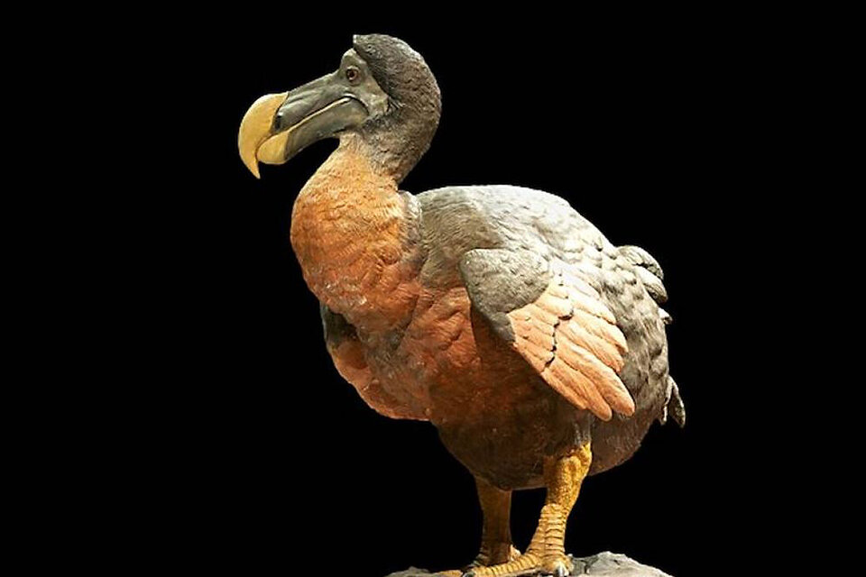 El icónico dodo, ave extinguida en la isla Mauricio que ahora se busca recuperar a la vida. (Fuente: Archivo)