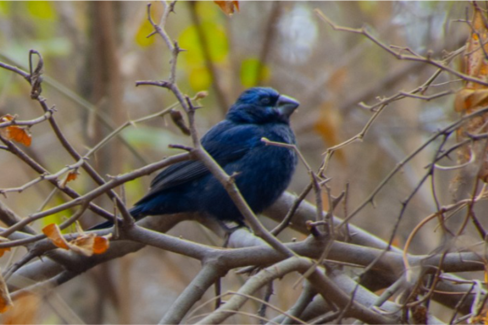 Pájaro Reina Mora (Fuente: Gentileza Fundación Cebil)