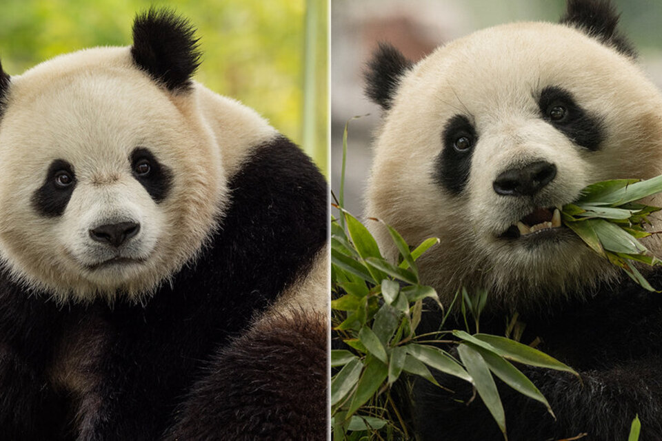 Los dos VIP (Very Important Pandas) viajan en un avión especial llamado Panda Express, bajo la supervisión veterinaria de un equipo de cuidadores de Washington   (Fuente: AFP)