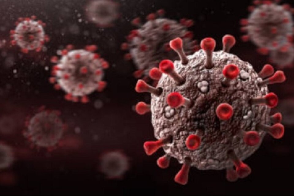Coronavirus: ¿cuánto tiempo permanecen los anticuerpos en la sangre?