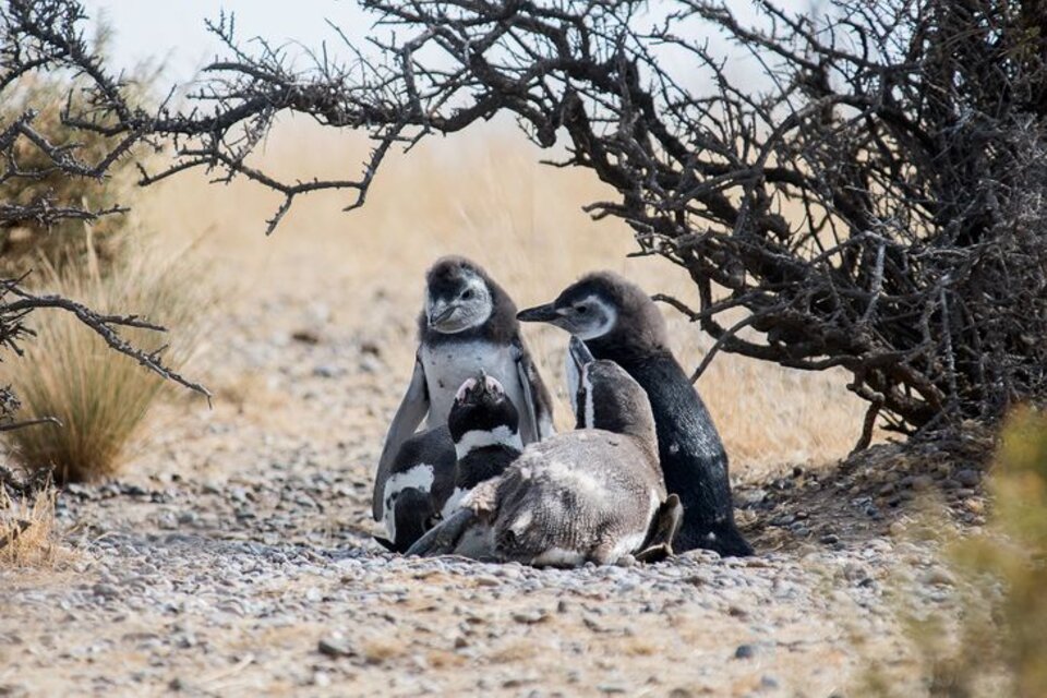 El Gobierno denunciará penalmente al acusado de matar a más de 90 pingüinos y aplastar 140 nidos en Chubut
