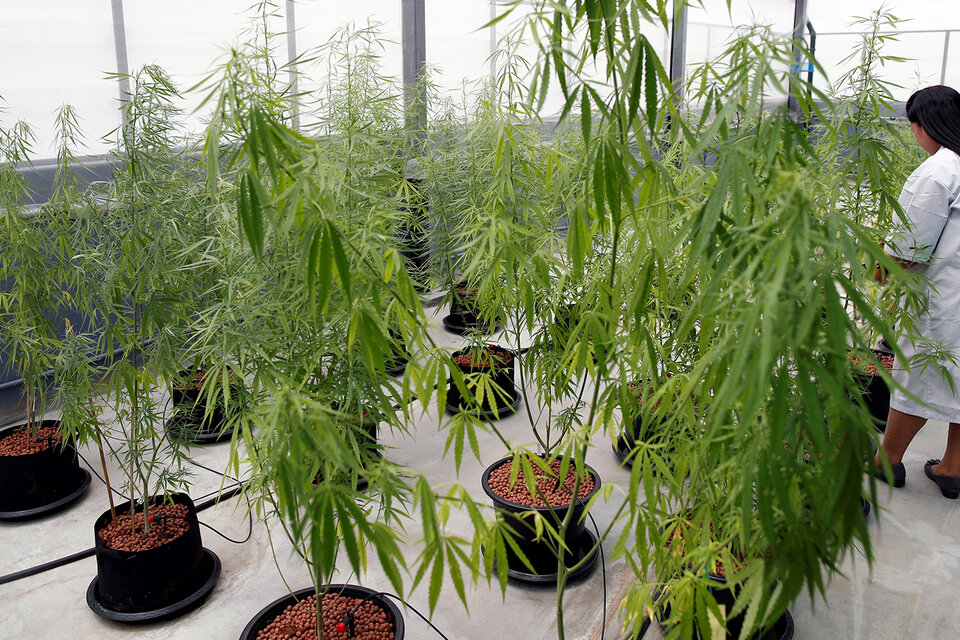 El cannabis que se suministra se cultiva en viveros estatales. (Fuente: EFE)